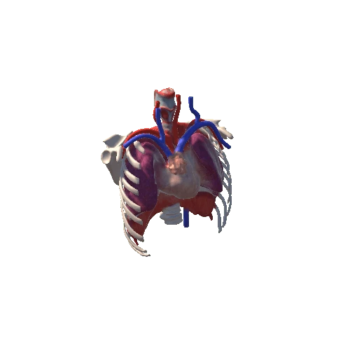 lungs heart animation 00